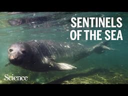 These seals are mapping their changing habitat