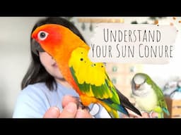 How I get My Sun Conure To Listen To Me | Mastering Their Body Language