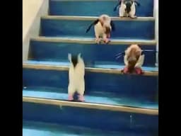 Decoding Penguin Stair Descents: The Flippers' Fancy Footwork