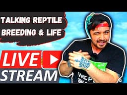 My Reptile Breeding Projects & Life Talks With Mitch