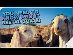 All You Need to Know about the Beetal Goat Breed