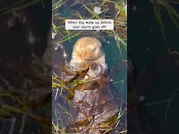 Cute Otter Wakes Up in Sea Weed #shorts