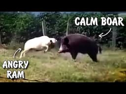 Will the BOAR Withstand a HALF-TON Impact?