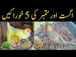 August and september 5 best foods for budgies,lovebirds etc / softfoods before breeding season