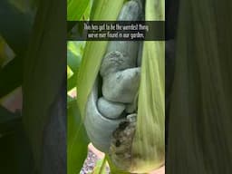 Corn Smut: The weirdest edible thing in our garden