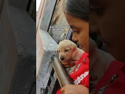 Puppy watching neighbour's fight🤭🤫#dogs#dog#dogvideos#doglover #dogshorts#funny#puppies#cute#cutedog