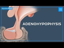 Pituitary gland anatomy: Adenohypophysis or anterior lobe - Quick Anatomy | Kenhub