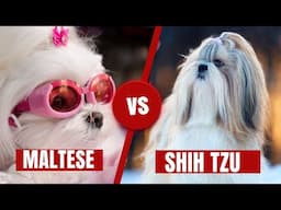 Maltese Vs Shih Tzu Which Dog Breed Is Suitable For You