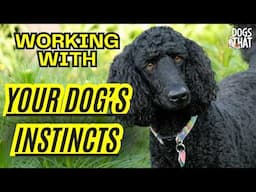 Your Dog’s Instincts: Understanding Eyeing, Stalking, Chasing, Biting, Shredding And More!