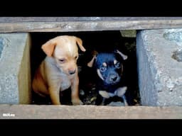 Puppies Under House are a Coyote meal in Houston Unless Rescuers Can Get Them to Safety