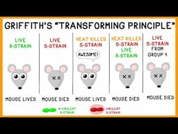 Griffith's Experiment: Bacterial Transformation