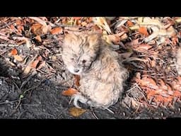 Skinny body covered in mud, the poor puppy crawled step by step along the road looking for food