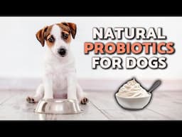 What Are the BEST PROBIOTICS for DOGS? 🧫🐕 BENEFITS and USES