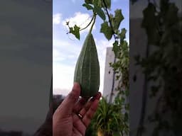 #ridgegourd #healthbenefits #terracegardening #vegetablesgrowing #healthbenifits #balconygarden