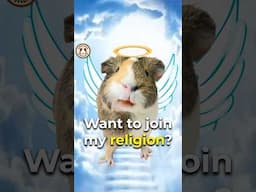 Is there really anything else worth worshipping? 🐹🐾🙏 #funny #shorts #guineadad #guineapig #pets