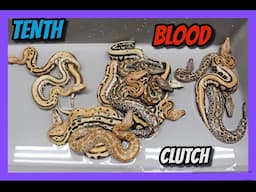 Druid Het T+ x T+ Goldeneye Blood Python Clutch!