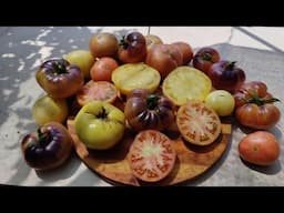 Cosecha de tomates y consejos de las tomateras