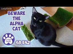 Beware The Alpha Cat, Wildfires, I Finally Got A Pill Into Boo! - Lucky Ferals S8 E42