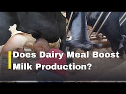 Does Dairy Meal increase milk production?