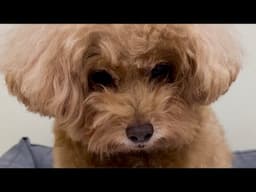 DIY TOY POODLE PET CLIP GROOMING