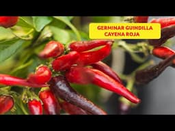 Cómo PLANTAR GUINDILLA PICANTE CAYENA o CHILE en MACETA PASO a PASO