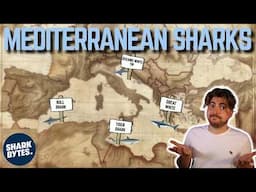 What Sharks are HIDING in the Mediterranean?