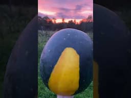 Harvesting a Harvest Moon Watermelon #watermelon #harvestmoon #gardening #harvestingripewatermelon