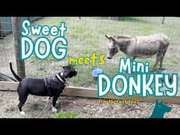 Sweet Dog meets Donkey For the First time (and a pig!)