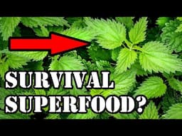 Nettles = Survival Food? | Bushcraft Bullsh*t (Ep 3)