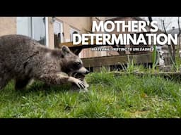 Mother Raccoon's Determination | Humane Raccoon Removal From Shed