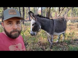 Shocking New Donkey Pasture!