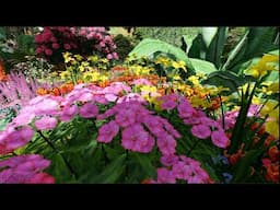 4K- Beautiful landscape of flower garden and nature around us