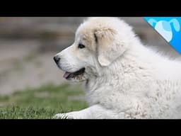 Great Pyrenees Facts