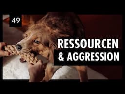 Ressourcenverteidigung beim Hund verstehen und verhindern: Ursachen und Trainingstipp | Tag 49