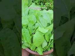 Grow Healthy Greens in Fall | Lettuce, Mustard Greens, Spinach & More!