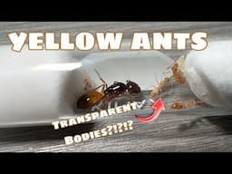 My New Colony Of Yellow Ants!!! Camponotus Fedschenkoi Unboxing