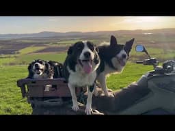 5 minutes of border collie dogs running free