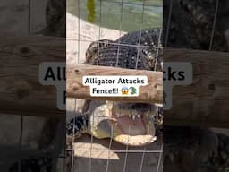 Alligator Attacks Fence!!! 😱🐊#shorts #alligator