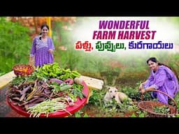 Farm Harvest /బయట కొనకుండా, సొంతం పండించుకుంటే ఆ ఆనాందమే వేరు @MADGARDENER