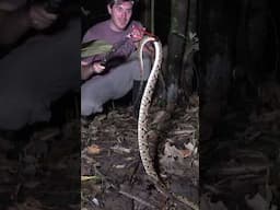 LONG Venomous Fer-de-lance