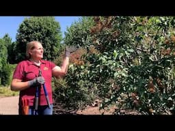 Shrub Pruning Video Series - Late spring/Early summer