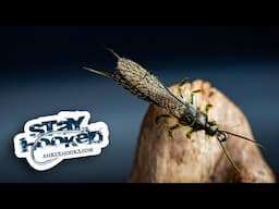 Ahrex - Pro Adult Stonefly - by Morten Coastfly