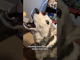 Huskies are pro at saying NO🤣 The Most Dramatic Huskies | Normal dogs vs Huskies 🤣 #husky #shorts