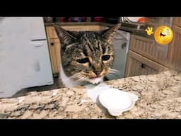 😹 You Definitely Laugh, Trust me 😱 -Best Funniest Cats Expression Video 😇 - Funny Cats Life