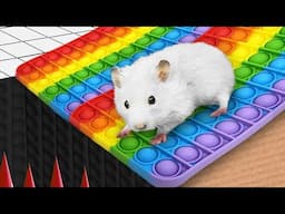 🐹 Hamster Escapes the NEW Rainbow POP IT Maze [OBSTACLE COURSE]