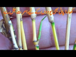 Bamboo Plant Cutting Growing in salty water | New experiment