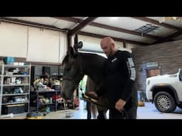 LIVE horse grooming