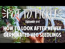 My Veg Seeds Have Germinated! Now What? 🤩 #PotToPickle Ep.4