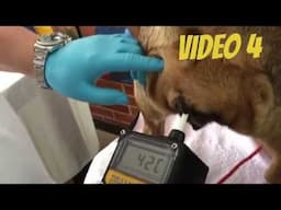 Video 4 Comparing Draminsky dog ovulation detector-Vaginal Cytology-Canine Progesterone