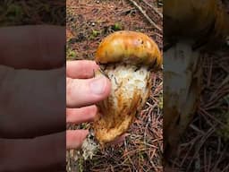 Booted Knight (Tricholoma focale) Mushrooms Tapping and Slicing ASMR